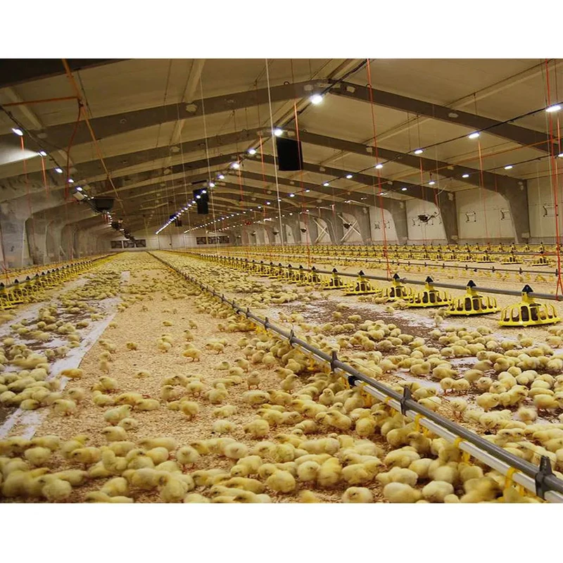 Factory Direct Sale Automated chicken breeding equipment Chicken Drinking Broiler Chicken Ground