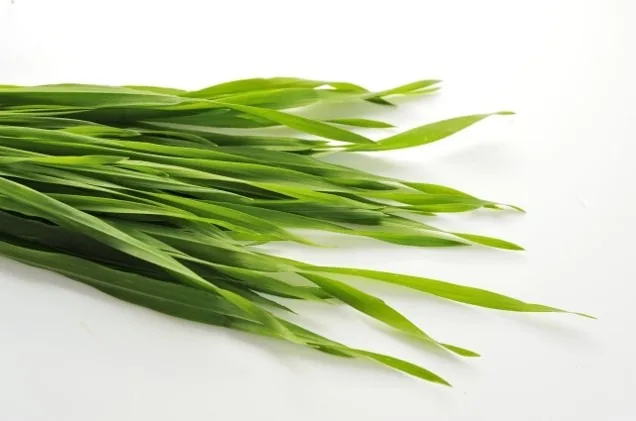 Wholesale organic Japanese plant extract premium super green barley juice and superfood powder