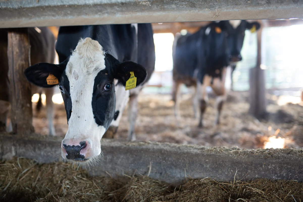 Hot Sale Italian Premium Mozzarella Fresh Cheese Plain Processed Cheese for Export Private Label