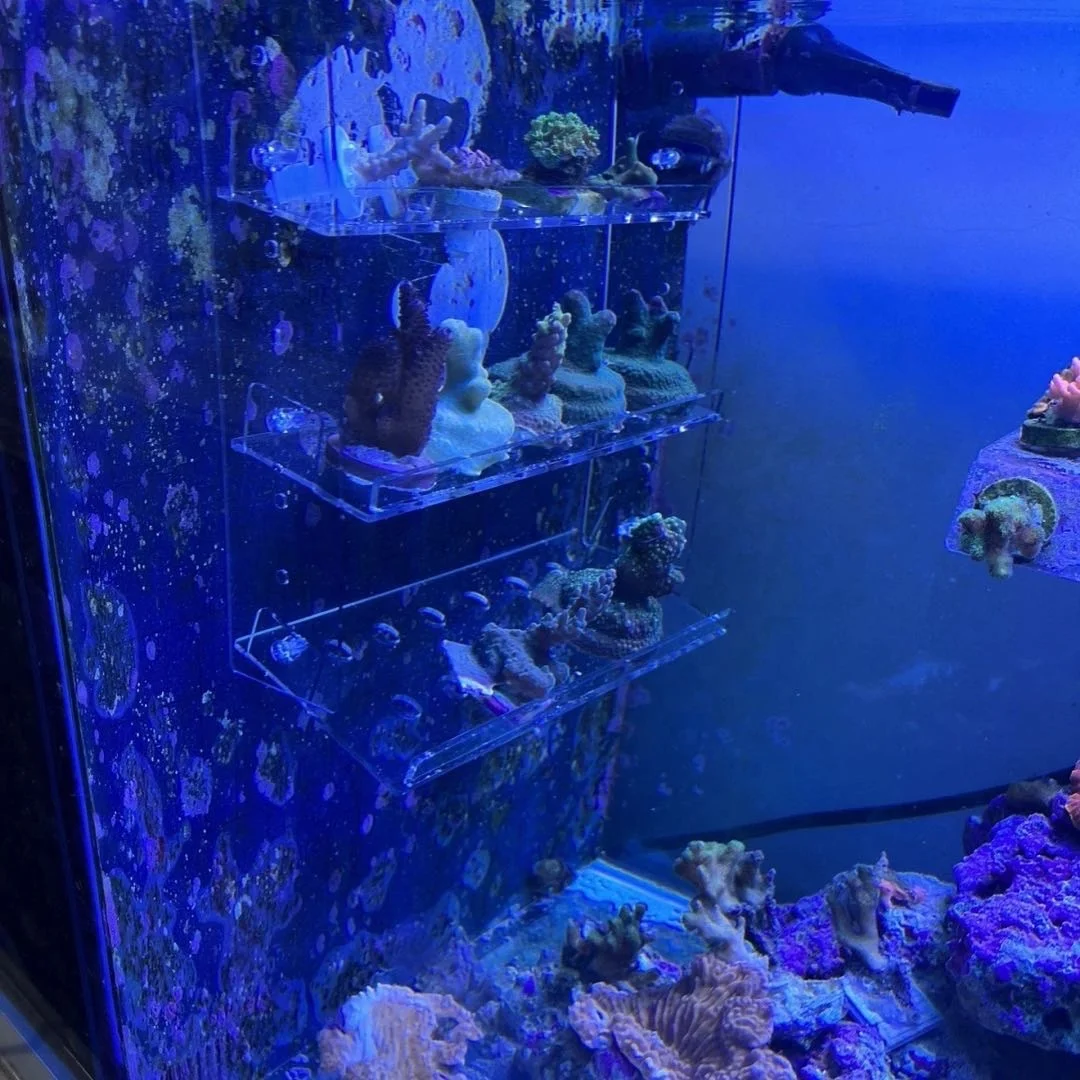 Acrylic  aquarium coral bracket button coral hard bone broken fat match head reproduction