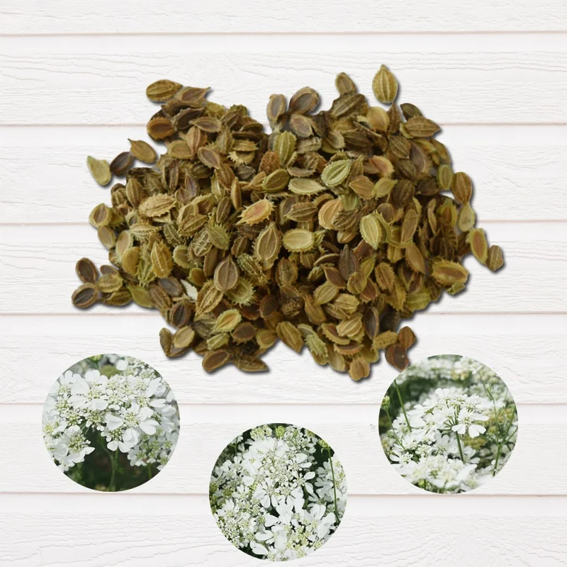 
Hot sale suitable seed flower potted Lace Flower white flower seeds 