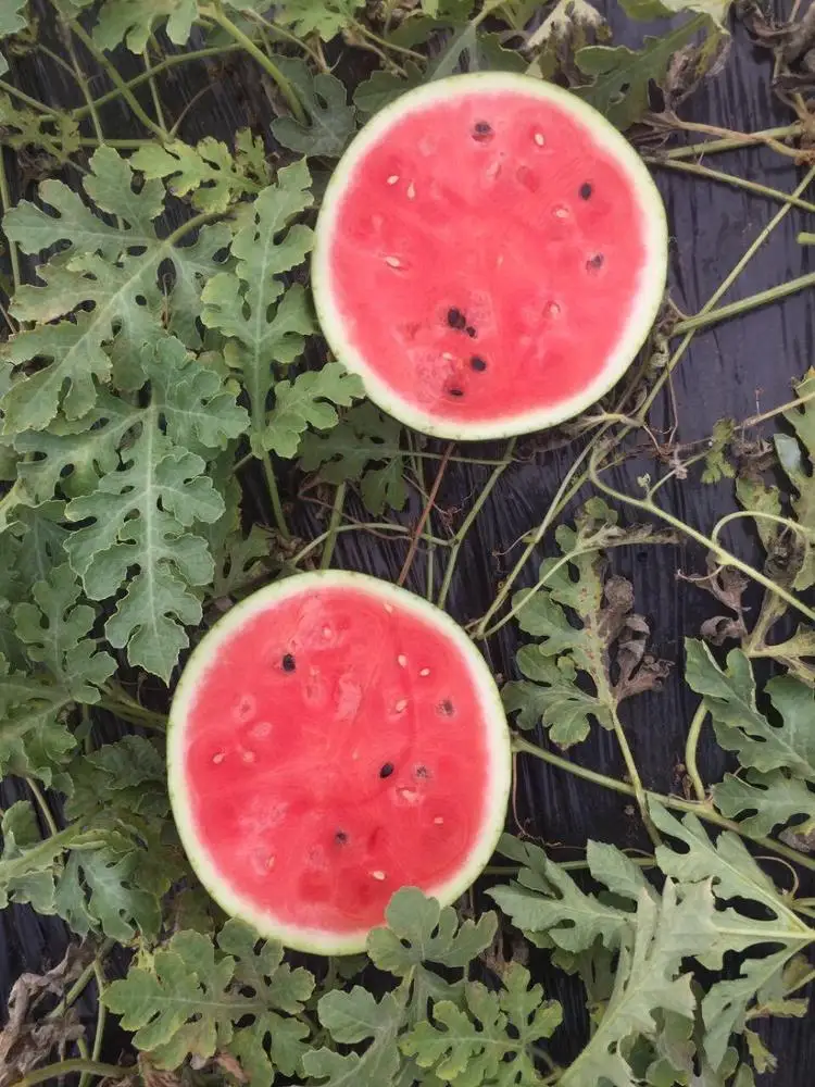 
Wholesale price bulk summer fresh organic watermelon for sale 