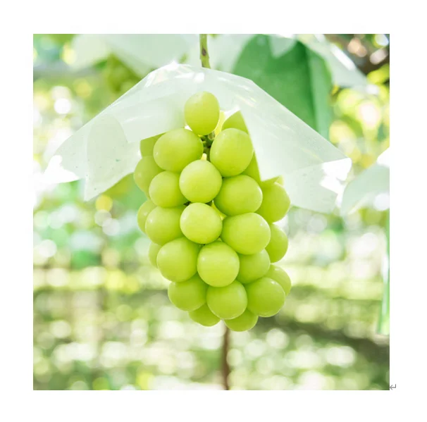 
Seedless hot sale sweet fresh shine muscat grapes from China Yunnan 