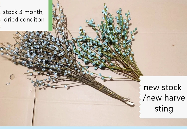 Dried natural Eucalyptus branch fruit globules, fragrance flower for floral arrangement