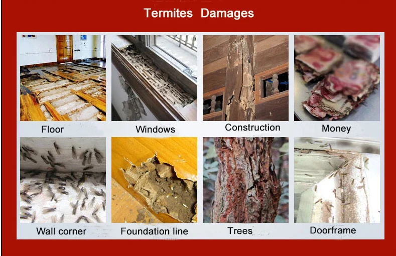 insecticide liquid anti termite chemical imidacloprid ant termite soil treatment pre-construction Pest Control pesticide