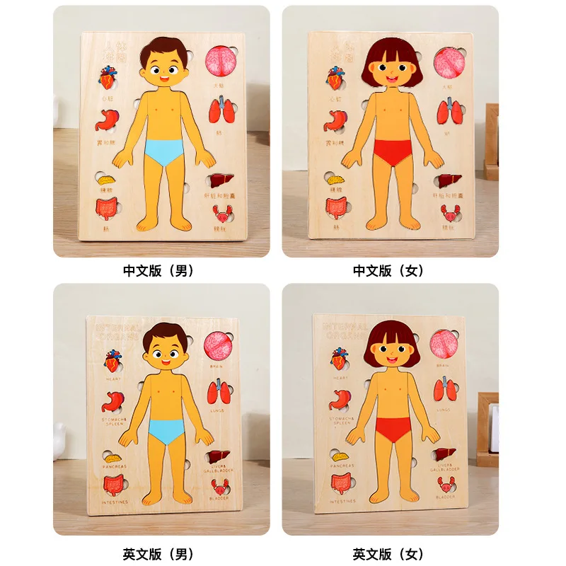 Wooden educational body organ structure puzzle montessori learning science puzzles body organ toys for girls and boys