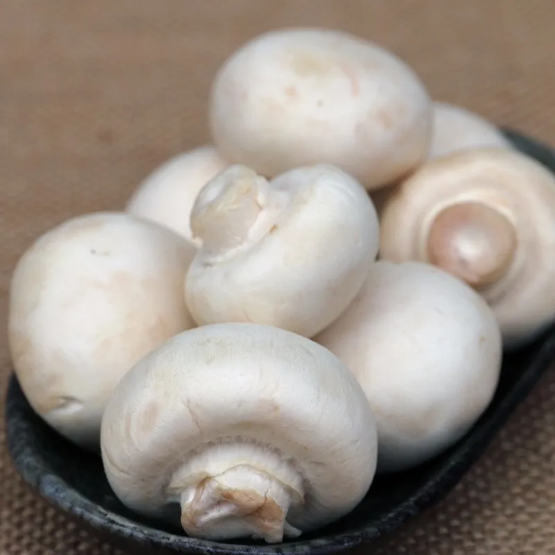 Консервированные грибы премиум-класса shiitake в барабане