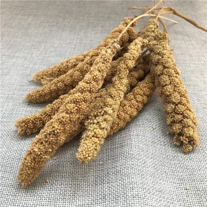 Gu Sui Bulk New Harvest Millet Yellow Bird Food Millets Icker for Birds