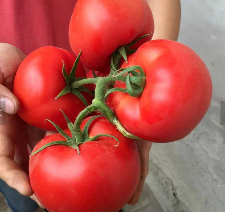 Гибридные семена томатов, семена овощей