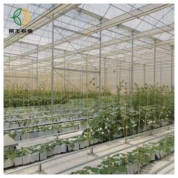 Galvanized Steel Frame Plastic Film Hydroponic Greenhouses for Sale