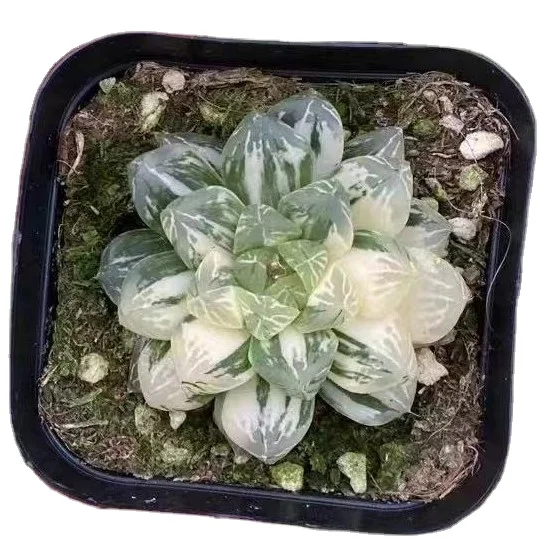 H.obtusa rare and popular succulent plants for Haworthia lovers with nice price