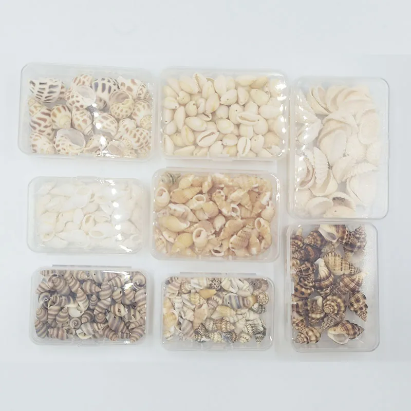 Mixed ocean seashells natural empty clean beach shell raw sea shells combination box packaging for home decor and crafts making