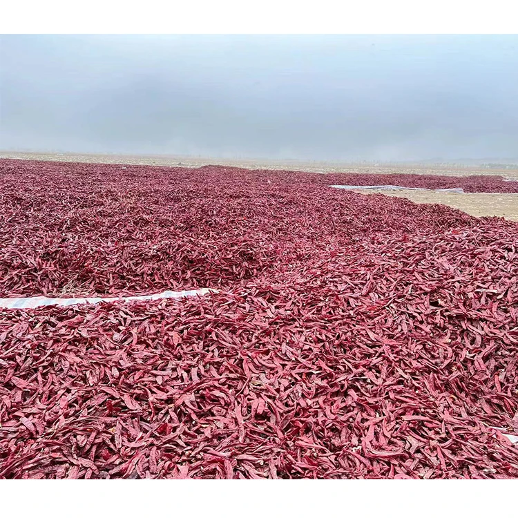 High quality dried paprika chili chili paprika New Crop for supply best spice chili paprika for sale