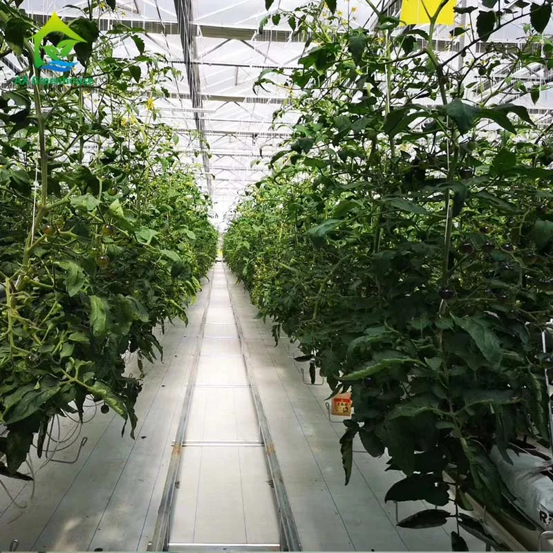 Hydroponic deep water culture system