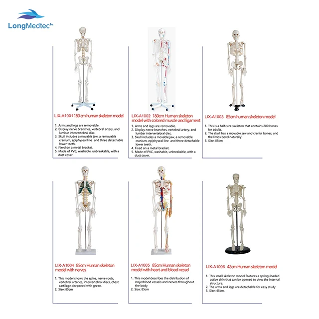 Medical Science Teaching Educational Body Organ Anatomy Human 85Cm Male 19 Parts Torso Anatomy Model