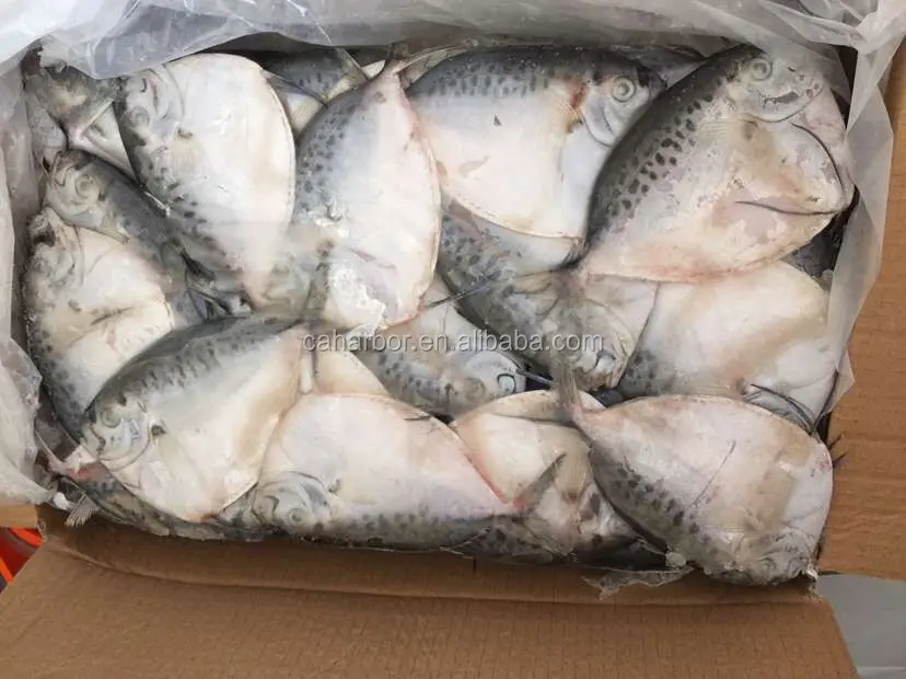 Frozen moonfish small size mene maculata fish