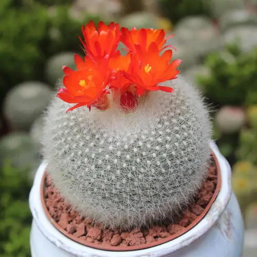 Live mini seeding cactus parodia hasselbergii natural plant woody plants decorate tree cacti for sale