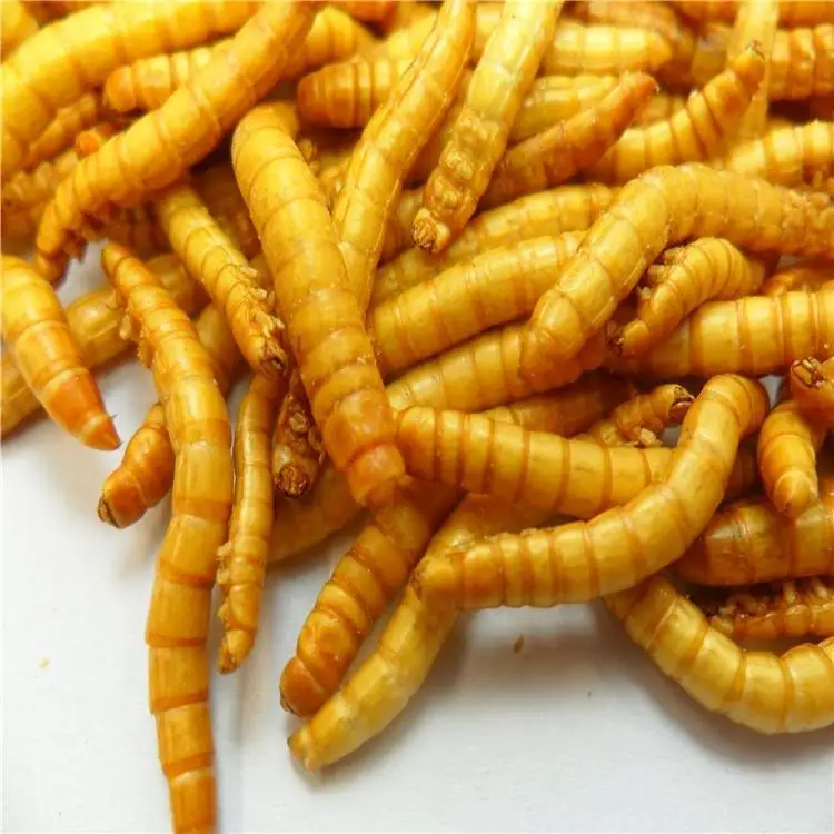 natural material popular pet food dried mealworms protein powder