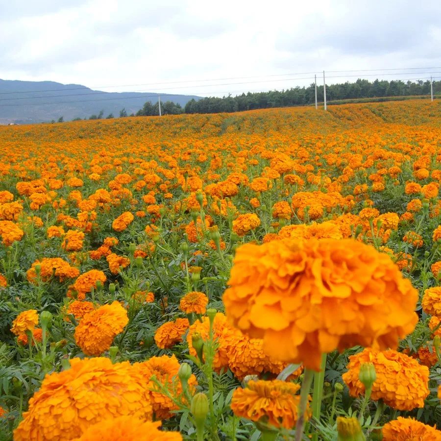 2021 семян хризантемы высокой чистоты, гибридные семена календулы