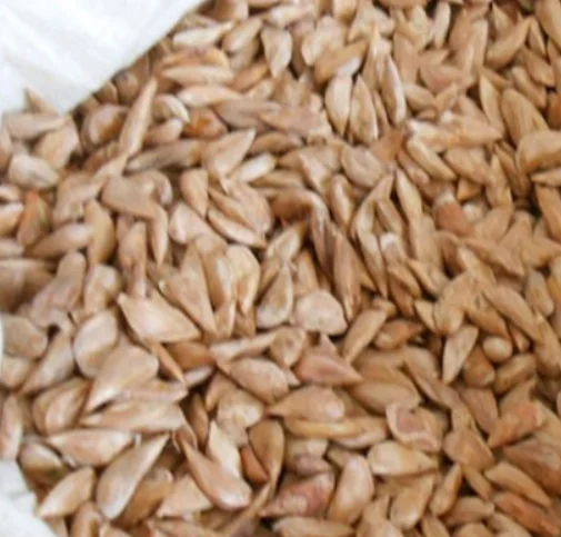 Natural dried clean mature cedrus deodara seeds for planting