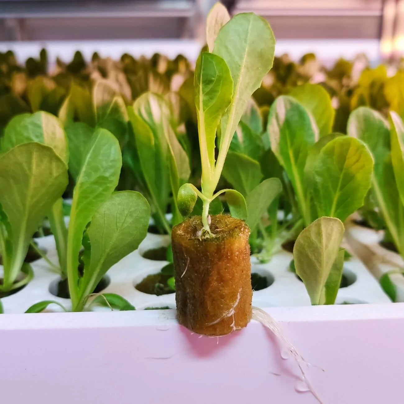 UPuper Cultivation Plug stone wool hydroponic 0.8x1 inch for agriculture farming indoor agricultural greenhouse