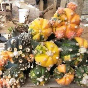 Woody  Plants Bonsai cactus plants  grafted  Astrophytum  tree mini Cactus plants