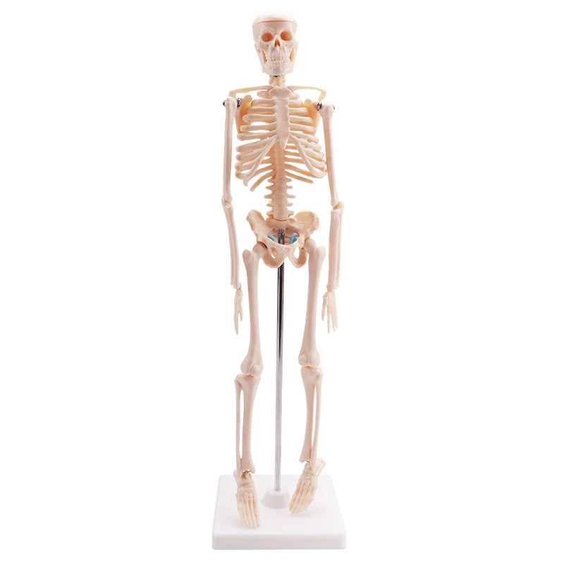 Cheaper human small size skeleton model biological model kids skeleton model