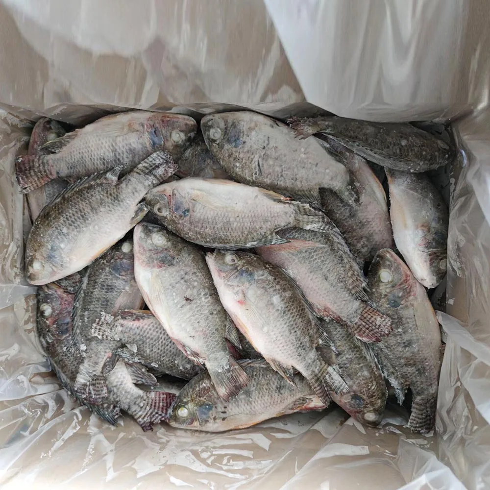 Китайская замороженная рыба Тилапия 300-500 г 200-300 г 100-200 г 600-800 г 200-1000 г 15%-20% остекление целиком замороженная Тилапия выпотрошенная и очищенная