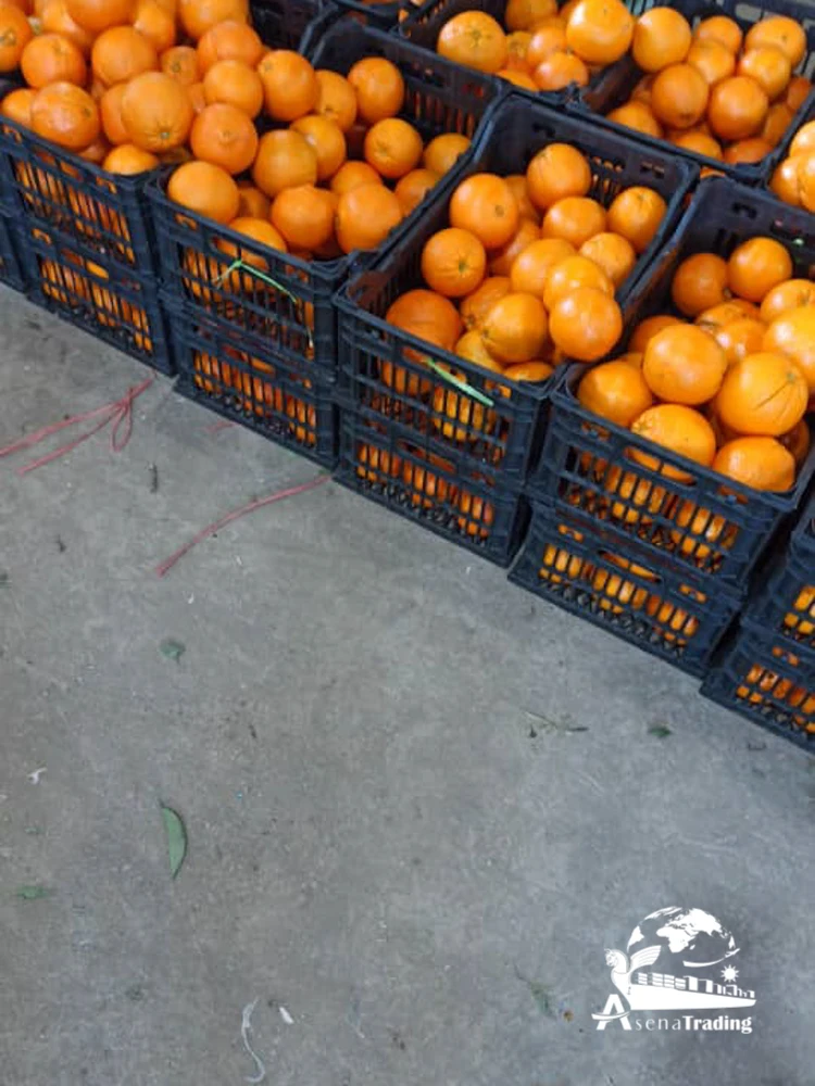 The most popular wholesale low price New crop Tangerine Fresh fruits Mandarin oranges brands fresh oranges