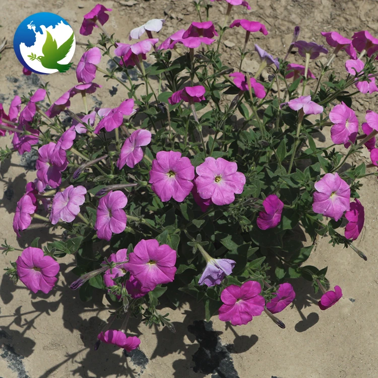 
High Germination Public Park China Garden Plants Bonsai Flower Seeds Mix Colour Hybrids Flower Petunia Seeds 