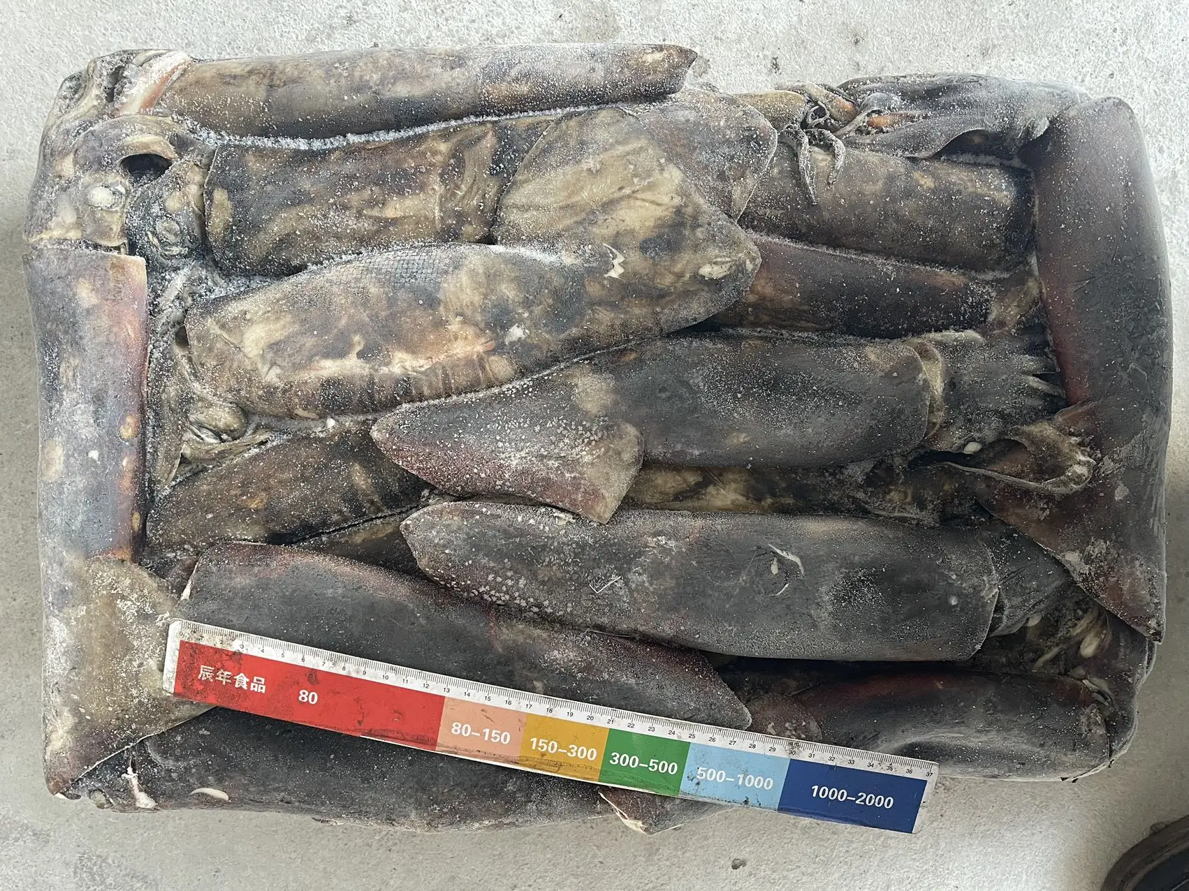 500-1000g Whole Round Squid Dosidicus Gigas Sea Frozen Equator Squid