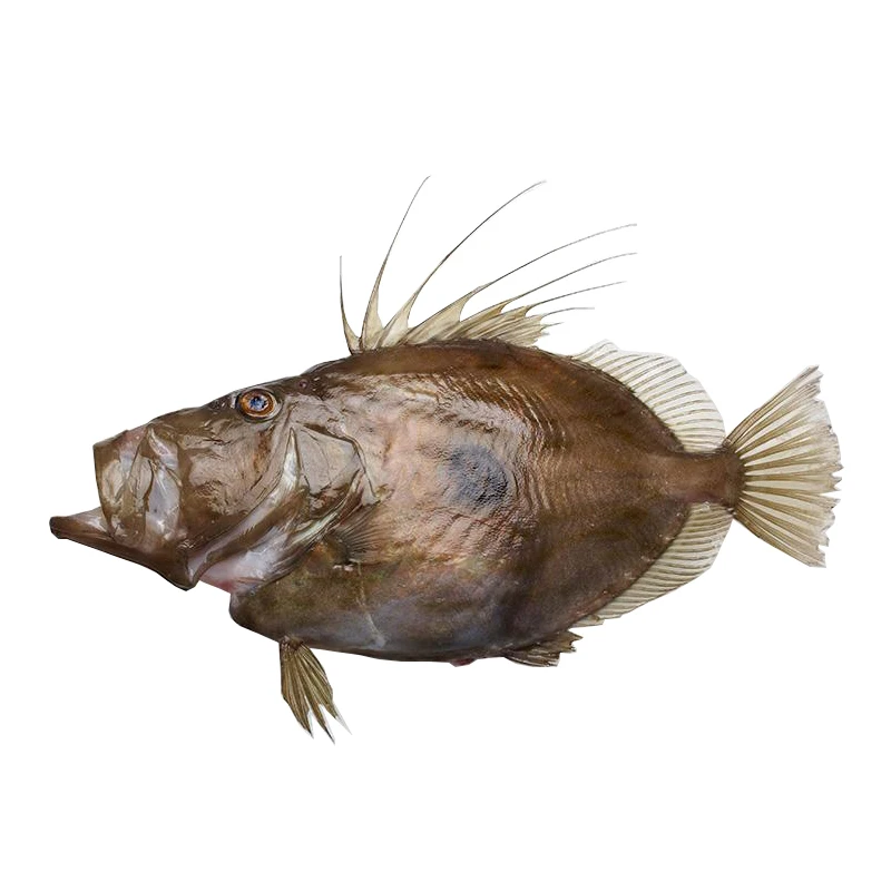 Морепродукты компания Горячая продажа замороженная свежая рыба Джон Дори