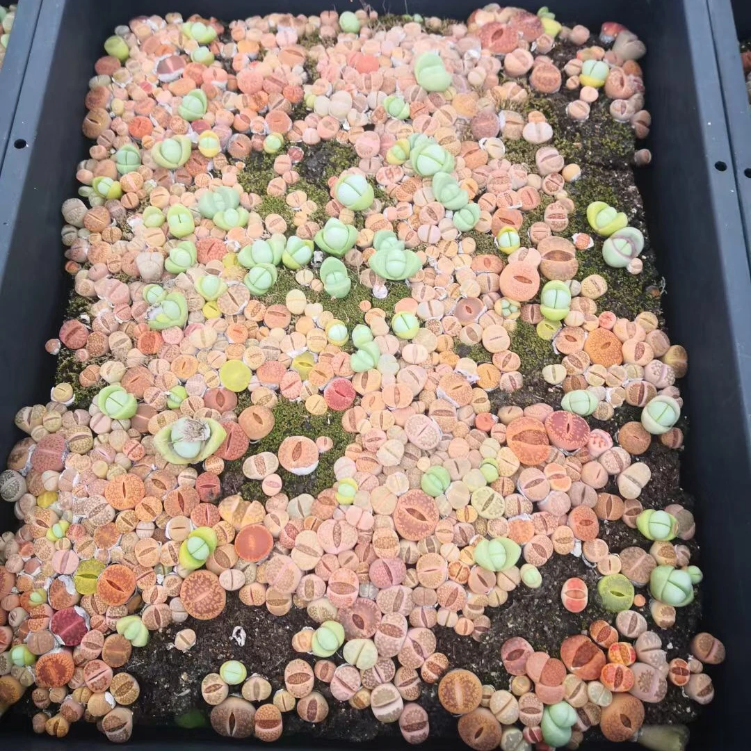 Оптовая продажа, мини-кактус, суккуленты lithops в лотке