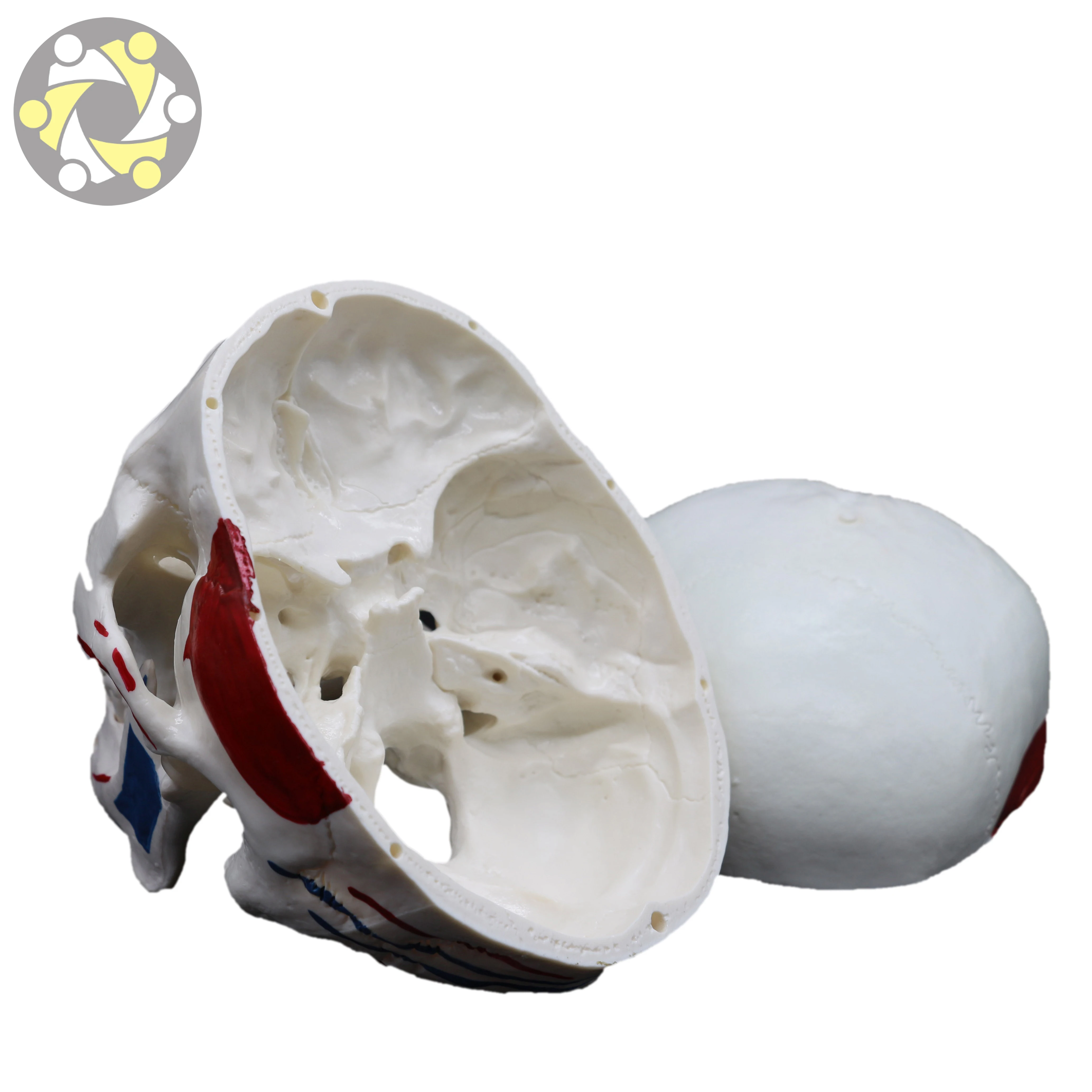 Medical Science Training Skull Model with Detailed Muscle Painting Human Anatomy Model