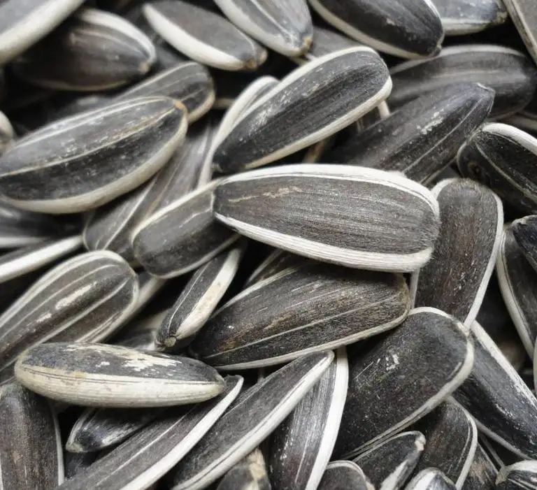 
new crop 2020 different type sunflower seeds 601 