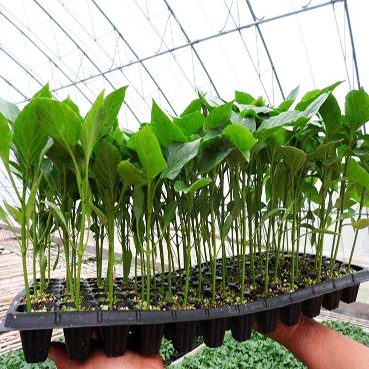 Seedling Trays Wholesale Seedling Tray Manufacturer sale 21 cells Flower Vegetables Plant Germination Growing Nursery Tray