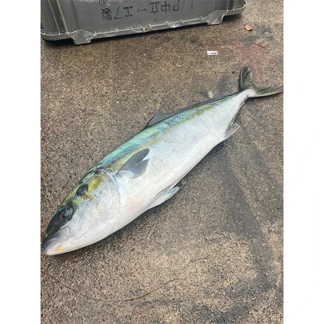 Amberjack wholesale Japan supplies aquaculture mixed seafood