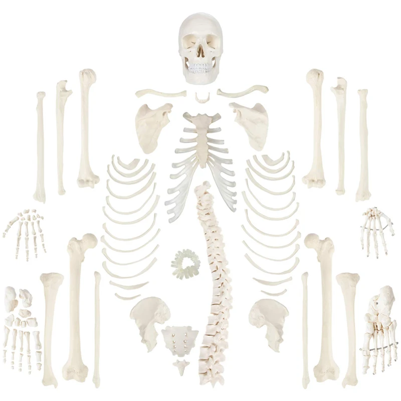 Life Size PVC Simulation Disarticulated Human Skeleton Model 180cm For Medical Education