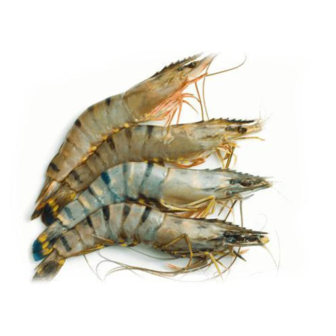 Vietnam Bulk Packing Shelf Life 24 Months Ocean Fresh Black Tiger Shrimp Frozen Prawns Freeze Dry Seafood Wholesale