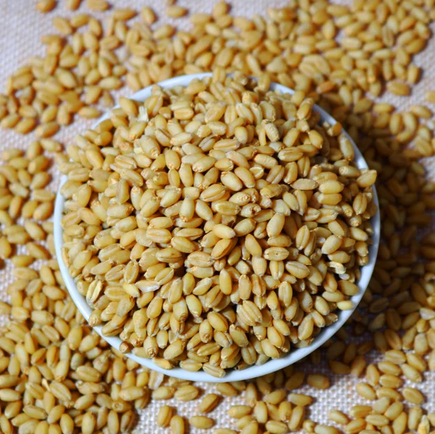 Wholesale wheat with skin grain edible seeds juiced wine wheat