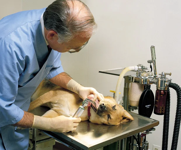 Anaesthesia Fiber Optic Laryngoscope Veterinary Laringoscopio Set Rigid Ent Laryngoscope