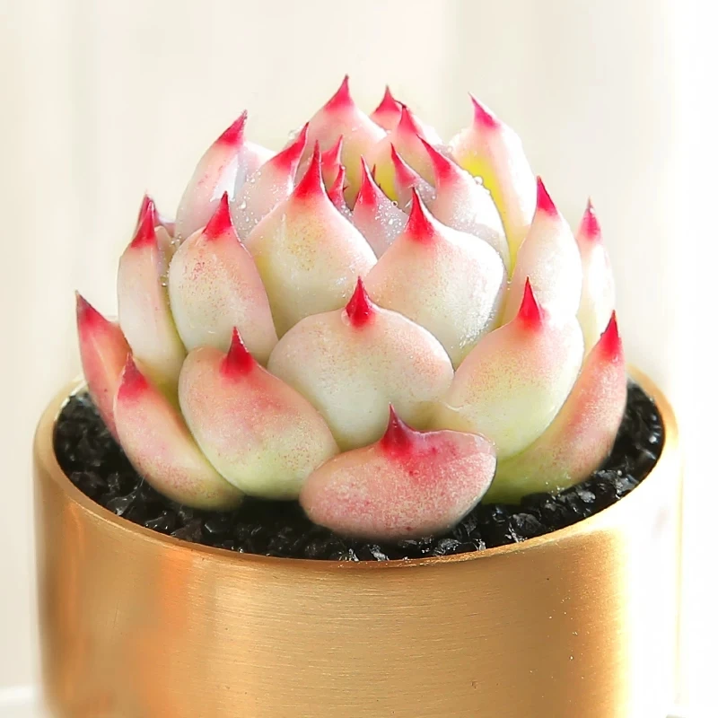 Домашнее растение, многолетний натуральный продукт, суккуленты, растения Echeveria chihuahuaensis