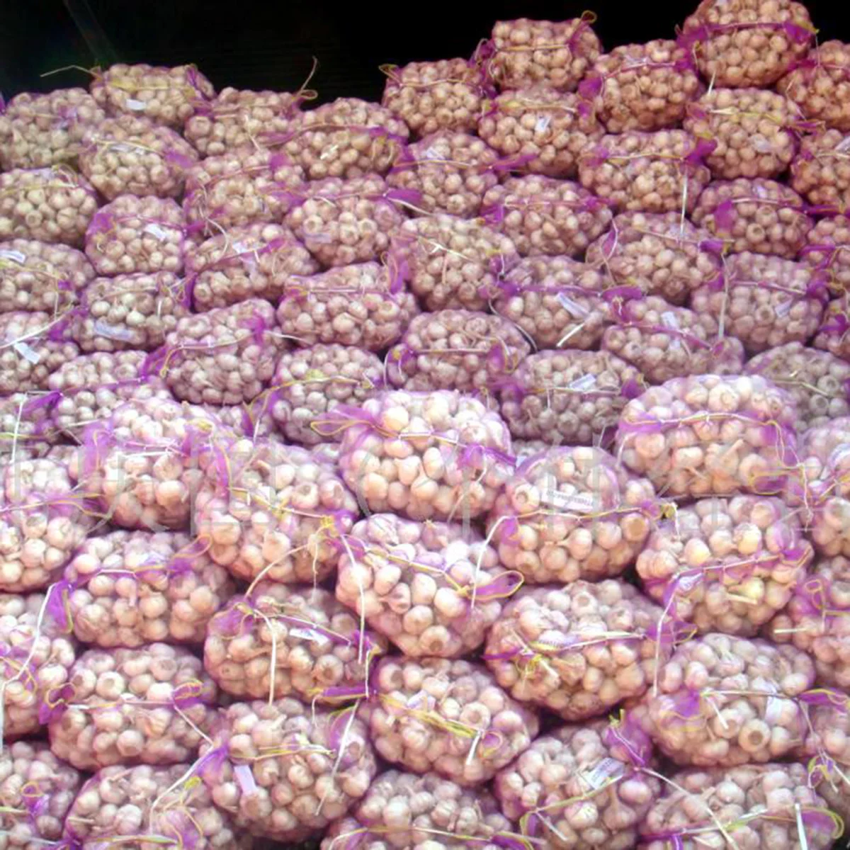 China Chreap rates Per Tonne Wholesale Fresh Garlic China Pink Fresh Garlic 6.0cm For Egypt Buyers