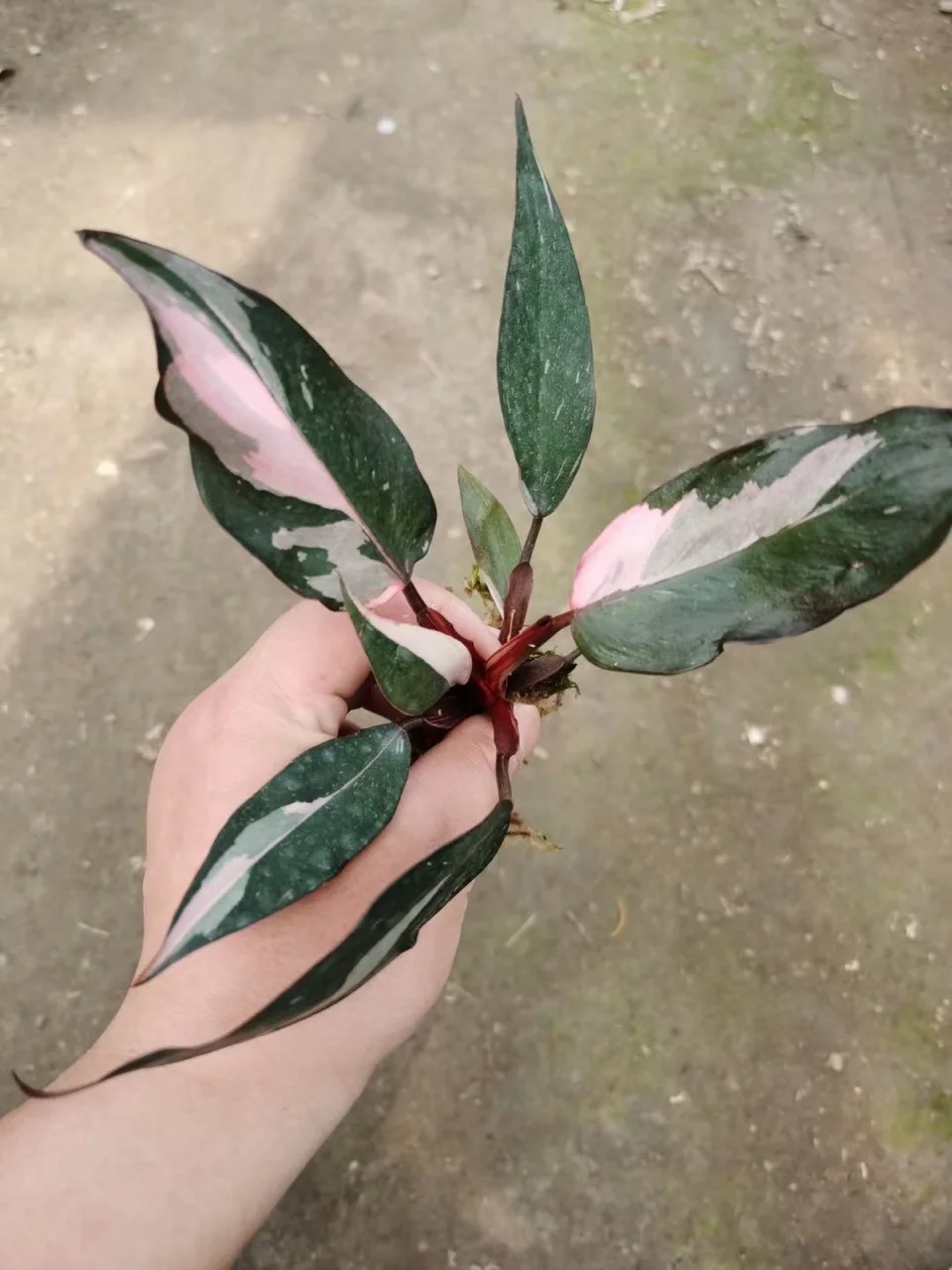  Розовая Принцесса Philodendron в