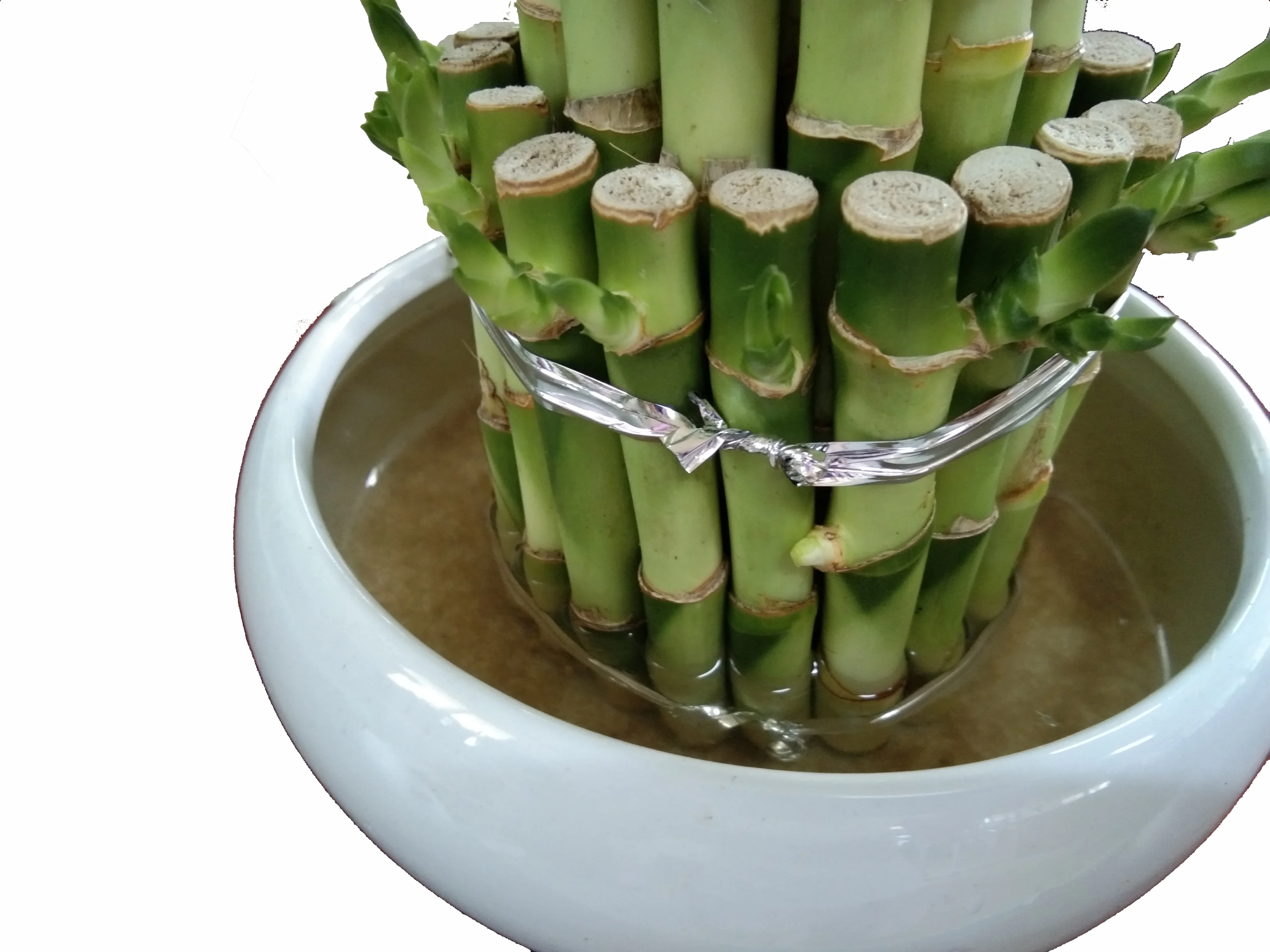 
Factory wholesale high quality and high sales lucky bamboo tower bamboo indoor potted plants 