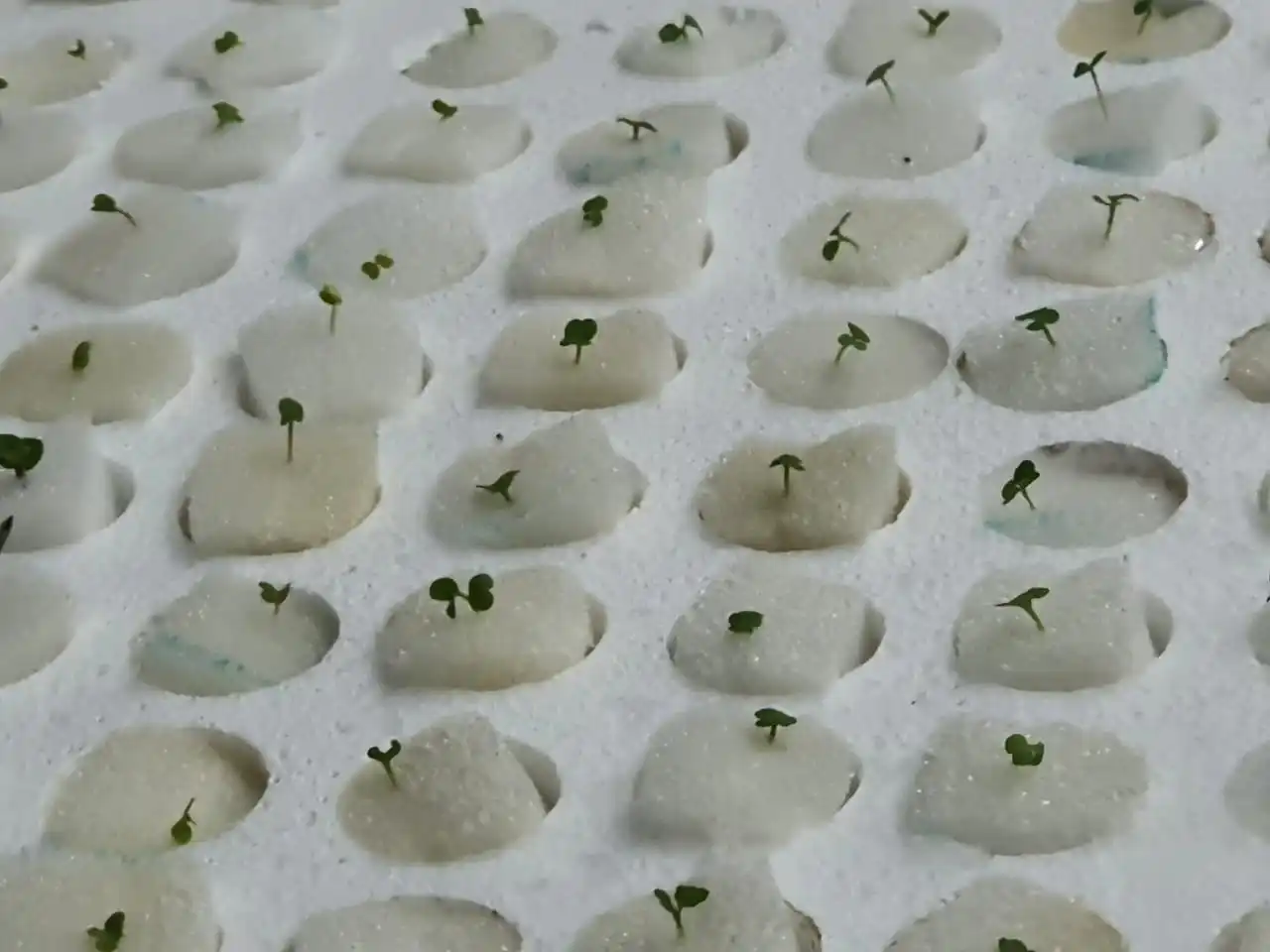 Garden Bee Eco-Friendly Hydroponic Systems Agricultural Seeding Planting Garden Sponge Peat Soil