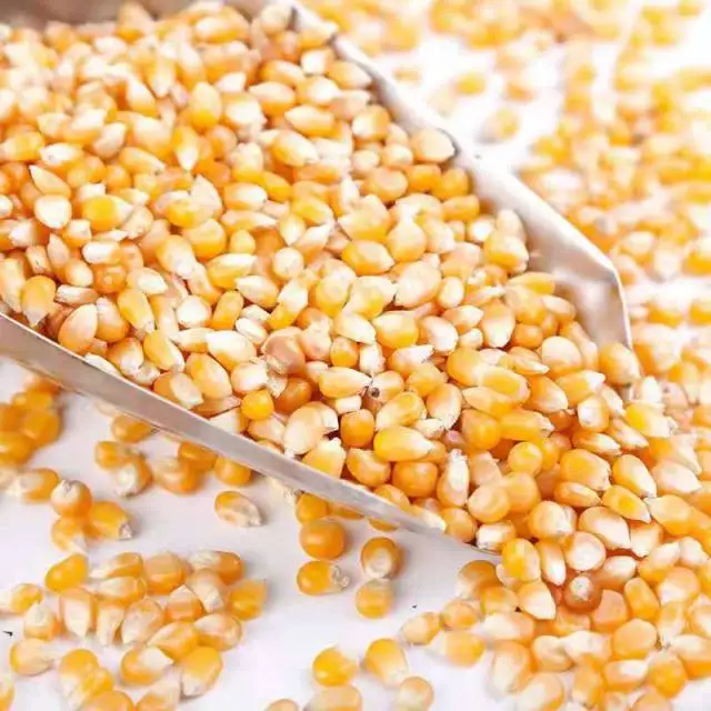 Great price china shandong fresh vegetable seasonal high quality corn