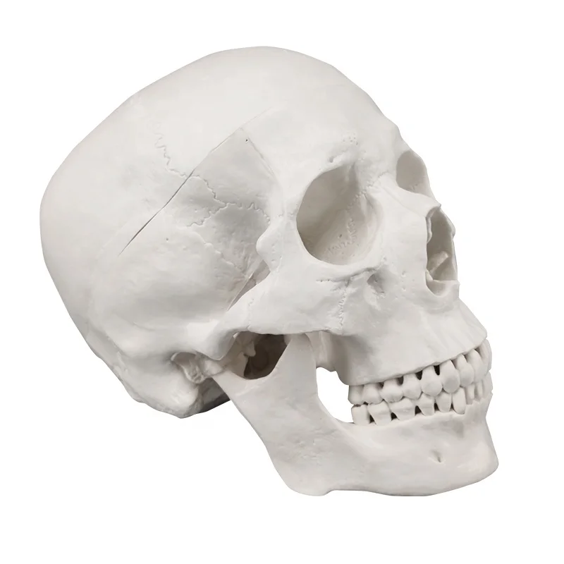 Human Skull Bone Model Life Size Replica Anatomical Anatomy Adult Head Model, Medical Teaching Skeleton Head