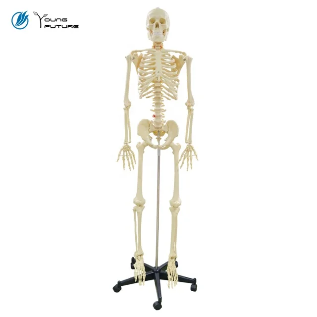 170cm Human Body Anatomy Bone Skeleton Model