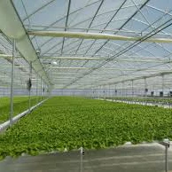 serre tomates multitraves commerciale tunnel / serre agricole prix / serre polycarbonate